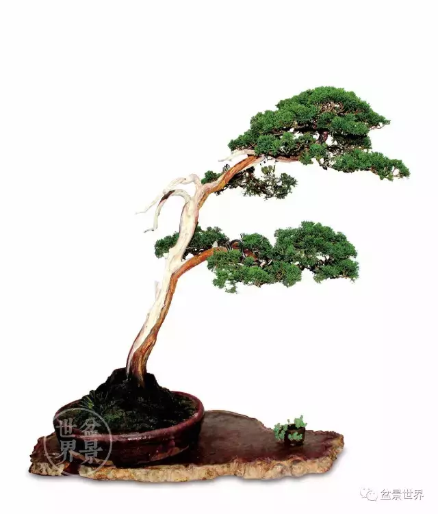 最美的100盆真柏盆景(建議收藏)