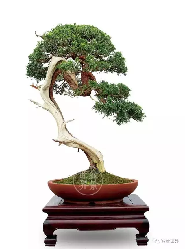 最美的100盆真柏盆景(建議收藏)
