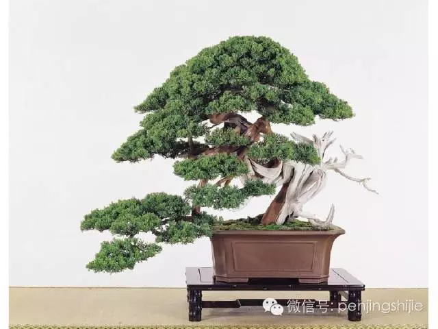 最美的100盆真柏盆景(建議收藏)