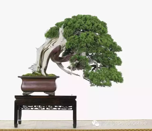 最美的100盆真柏盆景(建議收藏)