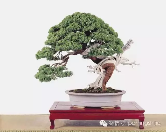 最美的100盆真柏盆景(建議收藏)