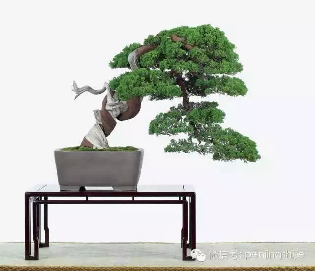 最美的100盆真柏盆景(建議收藏)