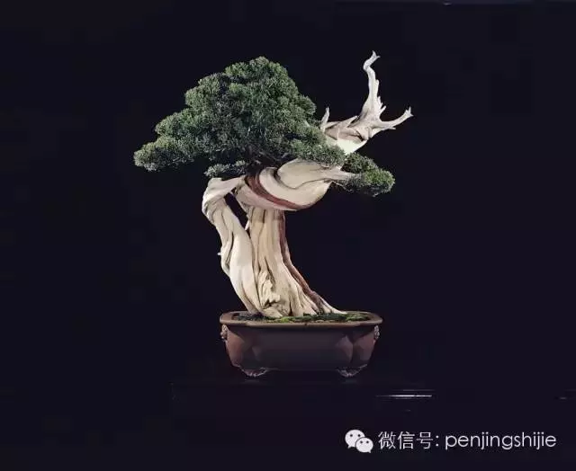 最美的100盆真柏盆景(建議收藏)