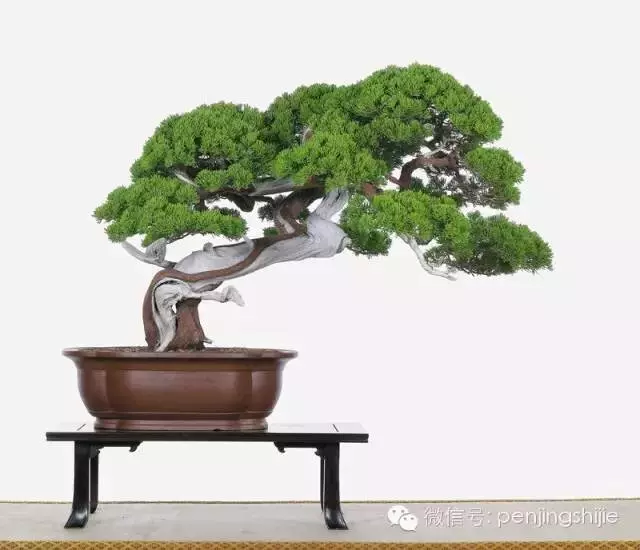 最美的100盆真柏盆景(建議收藏)