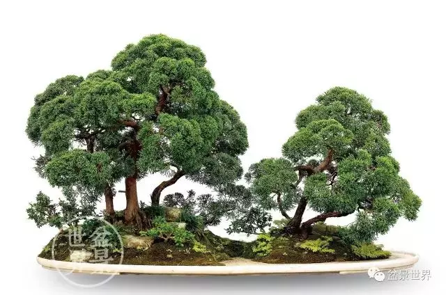 最美的100盆真柏盆景(建議收藏)