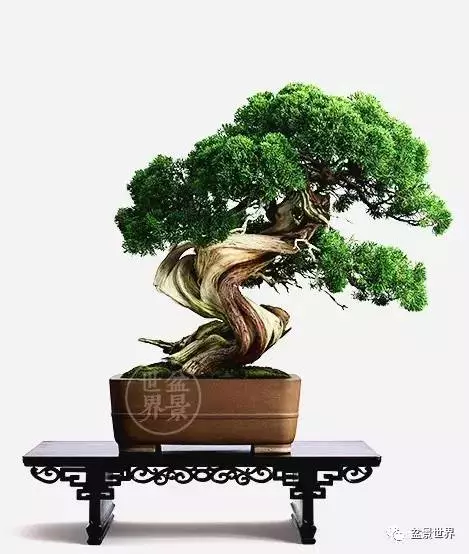 最美的100盆真柏盆景(建議收藏)