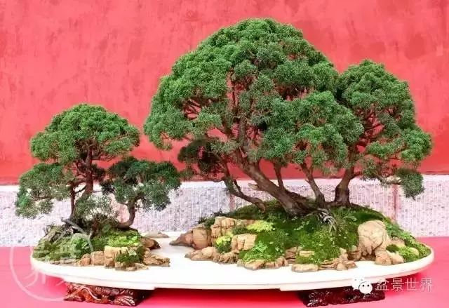 最美的100盆真柏盆景(建議收藏)