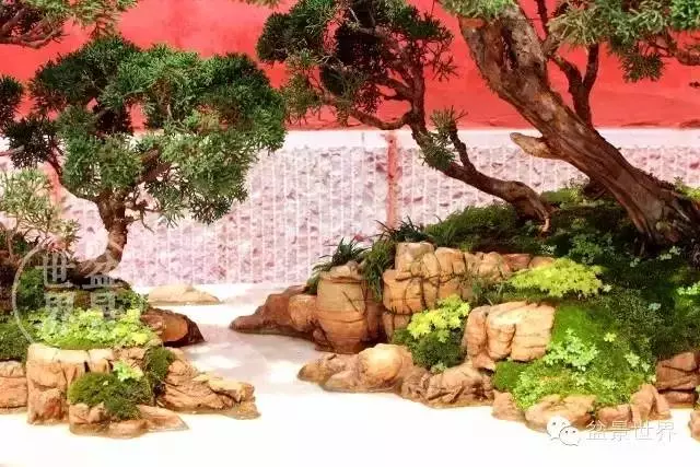 最美的100盆真柏盆景(建議收藏)