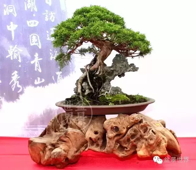 最美的100盆真柏盆景(建議收藏)