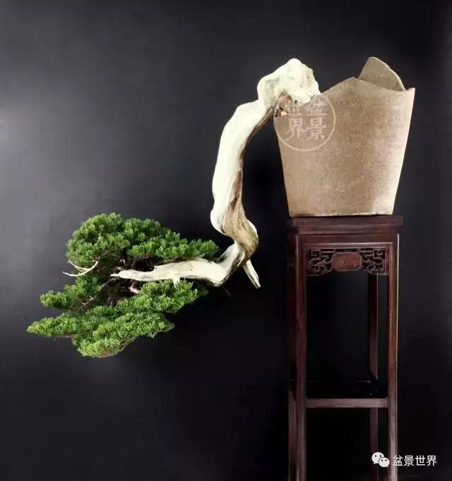 最美的100盆真柏盆景(建議收藏)