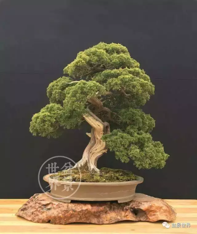 最美的100盆真柏盆景(建議收藏)