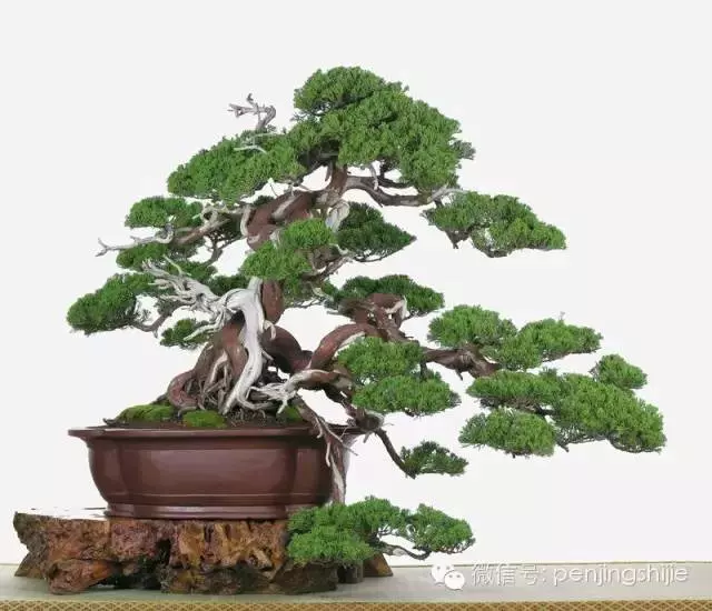 最美的100盆真柏盆景(建議收藏)