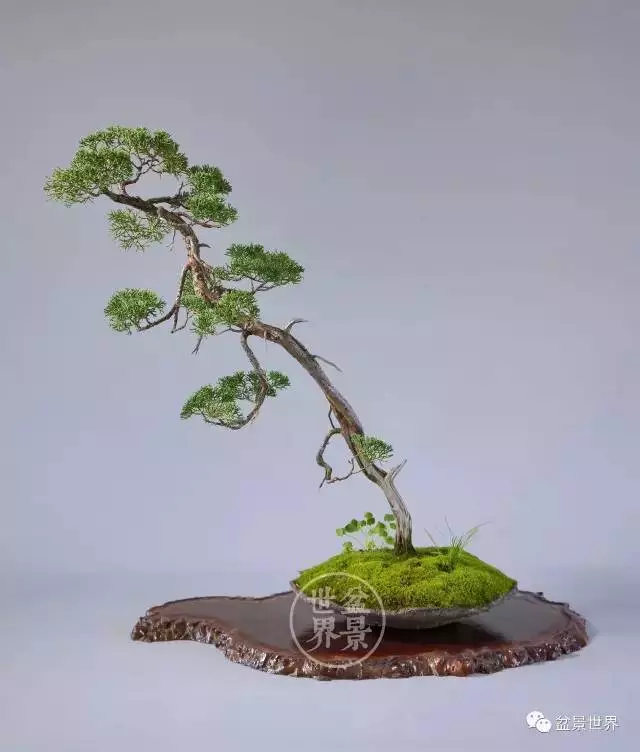 最美的100盆真柏盆景(建議收藏)