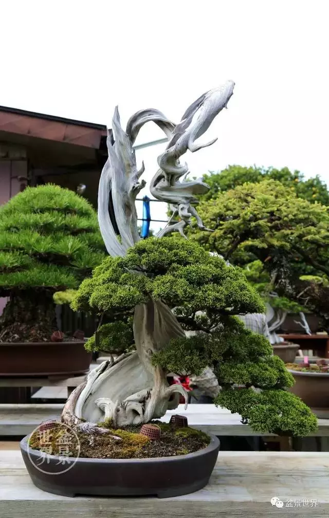 最美的100盆真柏盆景(建議收藏)