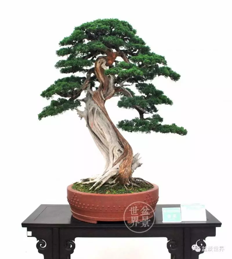 最美的100盆真柏盆景(建議收藏)