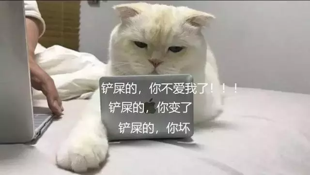 別再跟我搶鍵盤!奴才幫主子「買了專用小電腦」 它卻一臉嫌棄:你的比我大...