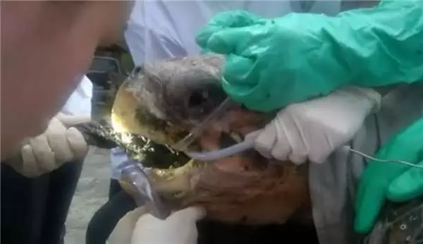 海龜忍著痛「嘴巴被撬開」!救援志工用力拉出一大條...網友心痛:都是人類害了牠QQ