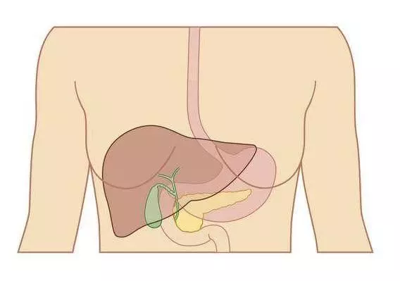 心、肝、脾、肺、腎,這五臟藏毒都有哪些表現?如何排除五臟毒