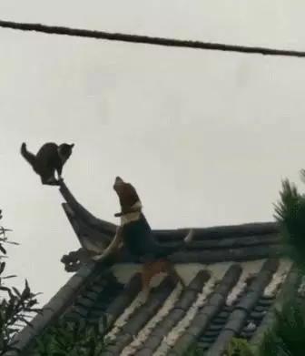 貓狗決戰房頂之巔,狗:就問你怕不怕?貓:怕是不可能的,拼了