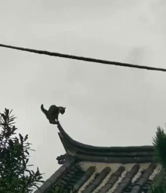 貓狗決戰房頂之巔,狗:就問你怕不怕?貓:怕是不可能的,拼了