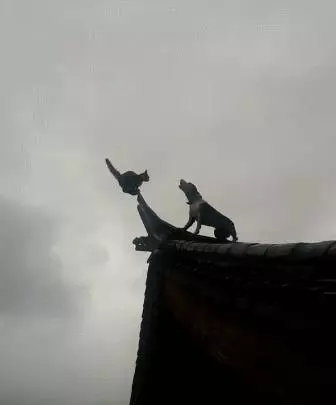 貓狗決戰房頂之巔,狗:就問你怕不怕?貓:怕是不可能的,拼了