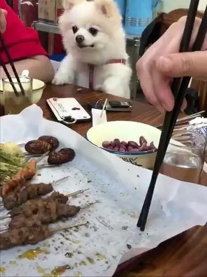主人給博美犬洗肉肉吃,看的狗狗口水直流:要吃的