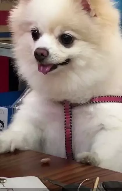 主人給博美犬洗肉肉吃,看的狗狗口水直流:要吃的