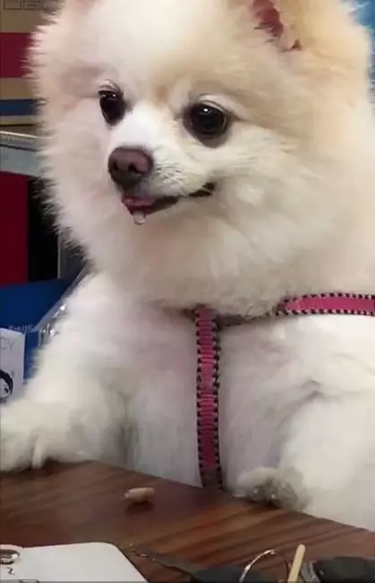 主人給博美犬洗肉肉吃,看的狗狗口水直流:要吃的