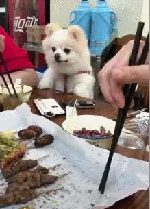 主人給博美犬洗肉肉吃,看的狗狗口水直流:要吃的