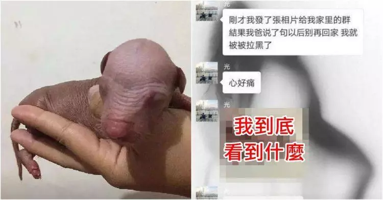 因為小狗照被趕出家門?分享強者友人的悲劇 竟讓網友笑到美叮噹:跳進黃河洗不清