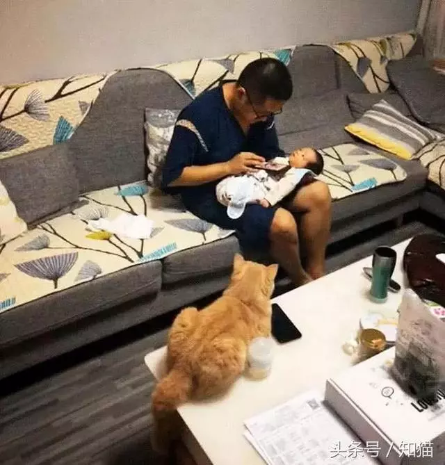 生完娃回家,橘貓盯著寶寶一臉懵逼:出去5天,就帶回了個這?