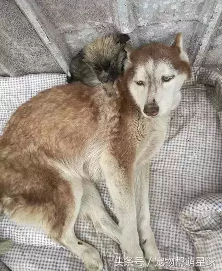 狗寶寶一直守著癱瘓的媽媽,不停流淚的模樣看著讓人心痛……