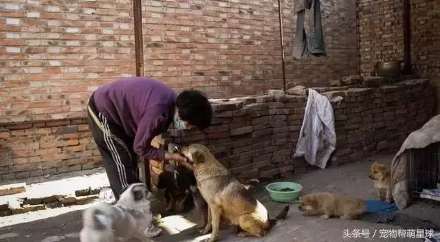 狗寶寶一直守著癱瘓的媽媽,不停流淚的模樣看著讓人心痛……