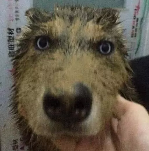 二哈偷跑出去玩,回來後坐在廁所里不敢出聲,主人:拿菜刀來!
