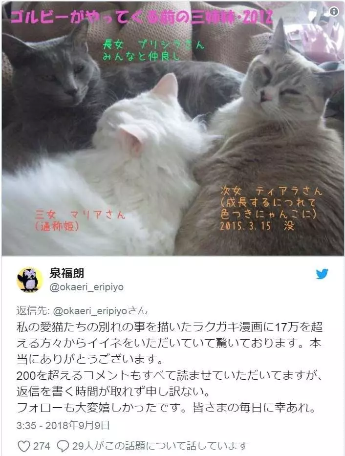 有洋蔥《貓的感情》常被誤解為冷酷的貓咪 或許比人類還重感情...