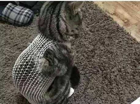 帶小貓去絕育,回來後不理人還猛翻白眼,我到底做錯了什麼?