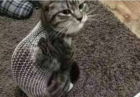 帶小貓去絕育,回來後不理人還猛翻白眼,我到底做錯了什麼?