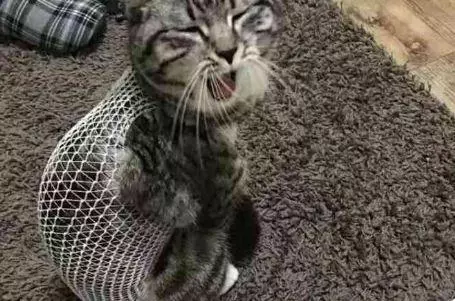 帶小貓去絕育,回來後不理人還猛翻白眼,我到底做錯了什麼?