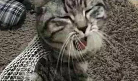帶小貓去絕育,回來後不理人還猛翻白眼,我到底做錯了什麼?