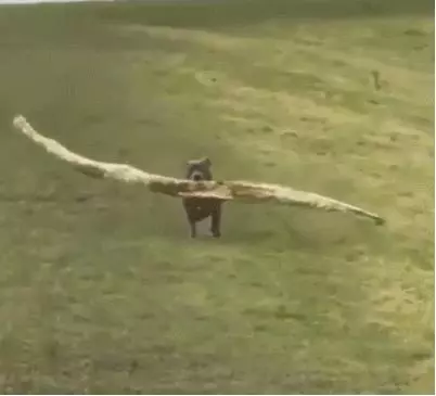 訓練惡霸犬被累的氣喘吁吁,主人想了個妙招,真是心疼狗狗