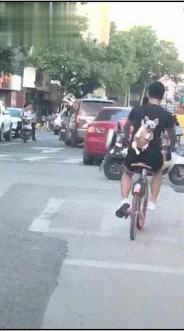 狗狗被主人背著,一起騎共享單車,得意洋洋地樣子簡直萌翻了