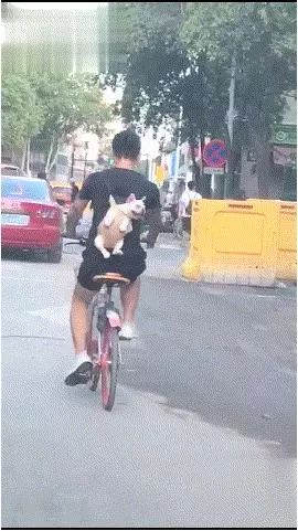 狗狗被主人背著,一起騎共享單車,得意洋洋地樣子簡直萌翻了