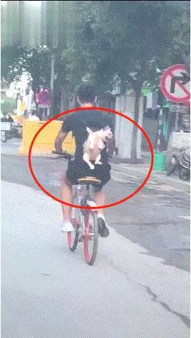 狗狗被主人背著,一起騎共享單車,得意洋洋地樣子簡直萌翻了