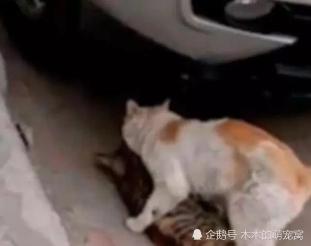 貓,模樣讓人心酸,了解情況後當場淚奔