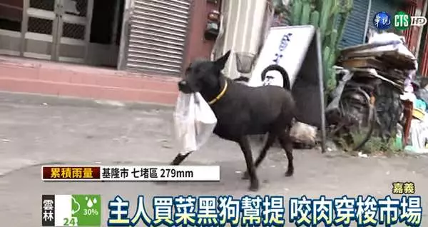 超乖的黑狗兄愛陪主人到市場買菜,就算提肉也不偷吃,厲害的是它還有「絕招」!
