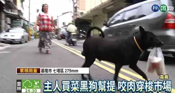 超乖的黑狗兄愛陪主人到市場買菜,就算提肉也不偷吃,厲害的是它還有「絕招」!