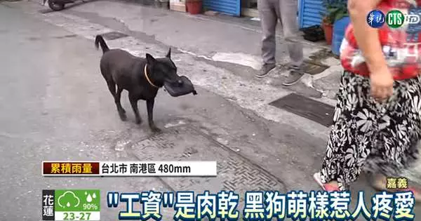 超乖的黑狗兄愛陪主人到市場買菜,就算提肉也不偷吃,厲害的是它還有「絕招」!