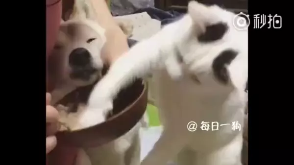 不要害怕,人生最後這段路「我陪你一起走」看著貓咪陪在柴柴身旁的模樣,讓人看一次就哭一次 嗚嗚