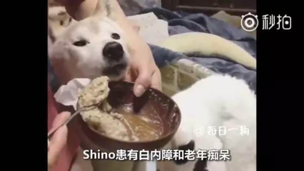 不要害怕,人生最後這段路「我陪你一起走」看著貓咪陪在柴柴身旁的模樣,讓人看一次就哭一次 嗚嗚