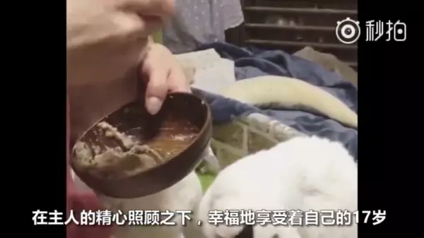不要害怕,人生最後這段路「我陪你一起走」看著貓咪陪在柴柴身旁的模樣,讓人看一次就哭一次 嗚嗚